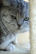 BRITISH SHORTHAIR 028